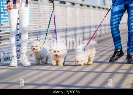 White Bichon Frise chiens marchant à côté de son propriétaire le jour ensoleillé. Banque D'Images