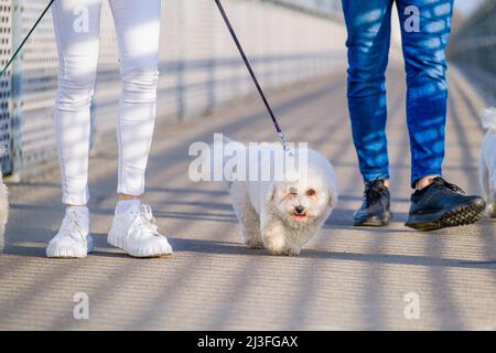 White Bichon Frise chiens marchant à côté de son propriétaire le jour ensoleillé. Banque D'Images