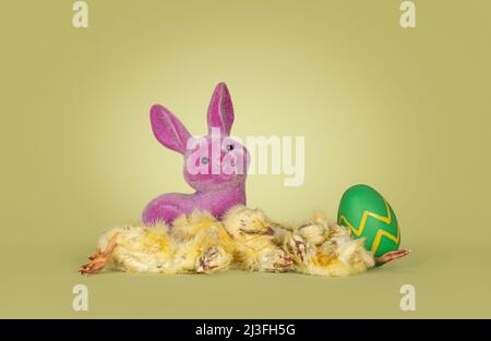 Couple de poussins de jour congelés dans un cadre de Pâques avec lapin rose et œuf de pâques vert. Isolé sur un fond vert. Banque D'Images