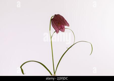 La fleur isolée des serpents fritilaria meleagris se dirige sur un fond blanc Banque D'Images