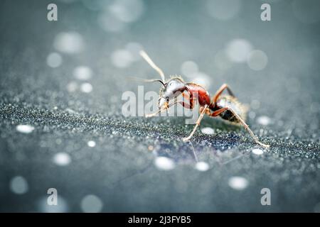 Photographie macro d'un seul fourmis avec détails. Gros plan sur une intersection isolée sur un arrière-plan flou. Photo de haute qualité Banque D'Images