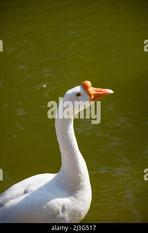 Les oies chinoises sont des oiseaux légers et gracieux. Ils ont un long col légèrement incurvé et un bouton rond et proéminent sur la tête Banque D'Images