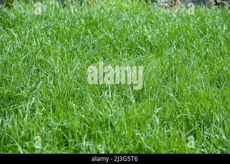 fond vert naturel pour le jardin et le sport Banque D'Images