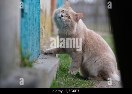 Un chat rouge est en train d'errer dans la cour. Banque D'Images