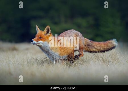 Course de renard roux. Courir le renard rouge, Vulpes vulpes, à la forêt verte. Scène sauvage d'Europe. Fourrure d'orange animaux dans l'habitat de la nature. Action sce Banque D'Images