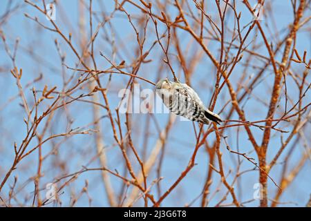 Pic pygmée japonais, Dendrocopos kizuki, petit pic de Hokkaido, Japon. Petit oiseau sur l'arbre pendant l'hiver, avec ciel bleu. Assaisonnement froid Banque D'Images