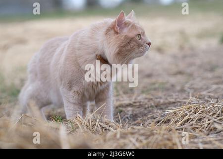 Un chat rouge est en train d'errer dans la cour. Banque D'Images