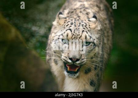 Léopard enneigé. Portrait de face de léopard des neiges avec légumes verts, Cachemire, Inde. Scène sauvage d'Asie. Portrait détaillé de la magnifique neige de gros chat Banque D'Images