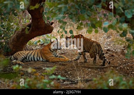 Pose de tigre, végétation verte. Asie sauvage. Couple de tigre indien, mâle à gauche, femelle à droite, première pluie, animal sauvage, Habitat naturel, Ranthambore Banque D'Images