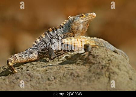 Accouplement de lézard. Paire de reptiles, Black Iguana, Ctenosaura similis, femelle mâle assise sur pierre noire, paire d'iguanes, animal dans l'habitat naturel, sauvage Banque D'Images