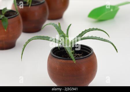 Aloe vera dans un pot d'argile brun sur fond blanc Banque D'Images