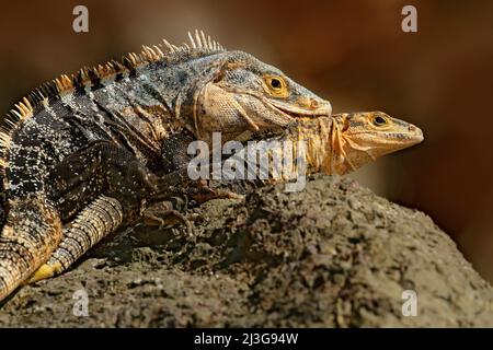 Accouplement de lézard. Paire de reptiles, Black Iguana, Ctenosaura similis, femelle mâle assise sur la pierre noire, mastiquer à la tête, animal dans l'habitat naturel, sauvage Banque D'Images