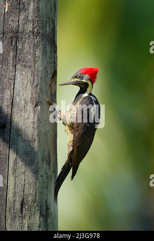 Pic du Costa Rica, pic ligné, Dryocopus lineatus, assis sur une branche avec trou de nid, oiseau dans l'habitat naturel, Costa Rica. Birdwatchin Banque D'Images