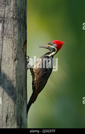 Pic ligné, Dryocopus lineatus, assis sur une branche avec trou de nid, oiseau dans l'habitat naturel, Costa Rica. Pic du Costa Rica, ornithologue Banque D'Images