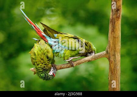 Perroquet vert Macaw militaire, Ara militararis, Costa Rica. Scène de la faune de la nature. Comportement animal en forêt. Deux perroquets sur l'arbre. Amour des animaux, Banque D'Images