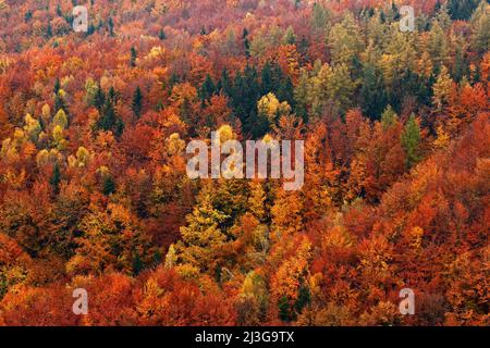 Orangers. Forêt d'automne, nombreux arbres dans les collines, chêne orange, bouleau jaune, épinette verte, Parc national de la Suisse de Bohême, République tchèque. Beau Banque D'Images