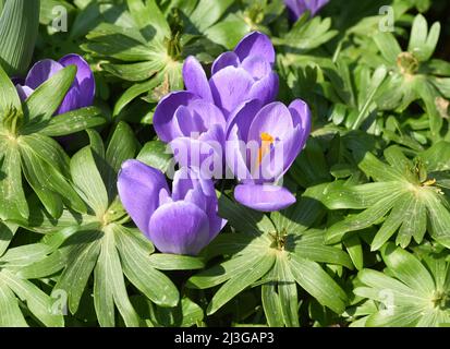 Krokus, Crocus ist eine Zwiebelpflanze die schon im zeitigen Fruehjahr blueht. Crocus, Crocus tommasinianus est une plante bulbeuse qui fleurit au début Banque D'Images