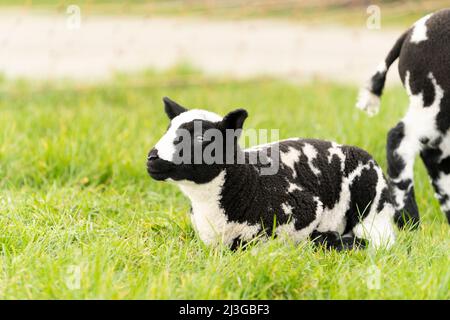 Petits agneaux et moutons en noir et blanc sur un pré vert de printemps frais au soleil Banque D'Images