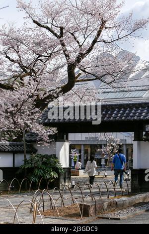 iida, nagano, japon, 2022/02/04 , entrée du musée Iida avec l'Osahime Edohigan Cherry Tree. C'est un arbre géant avec une hauteur de poitrine d'environ 5 Banque D'Images