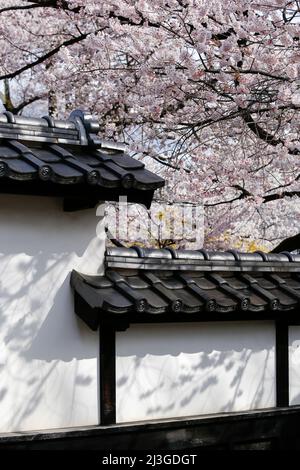 iida, nagano, japon, 2022/02/04 , entrée du musée Iida avec l'Osahime Edohigan Cherry Tree. C'est un arbre géant avec une hauteur de poitrine d'environ 5 Banque D'Images