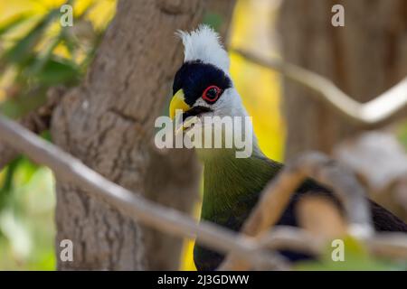 Le turaco blanc à crête (Tauraco leucolophus) se ferme dans un arbre de forêt tropicale en Afrique de l'Ouest, en regardant autour et montrant de beaux violets vibrants, g Banque D'Images