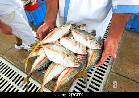 Dubaï. EAU. Le marché aux poissons Banque D'Images