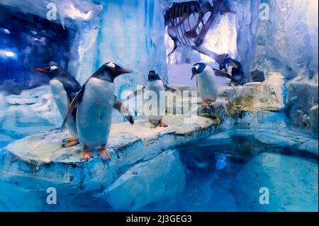 Dubaï. EAU. Aquarium et zoo sous-marin. Pingouins Banque D'Images