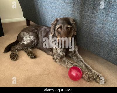 Bruns Labradoodle assis avec une balle rouge assis sur un tapis décontracté voulant jouer un jeu ou aller pour une promenade assis poodle Labrador brun chien élégant Banque D'Images