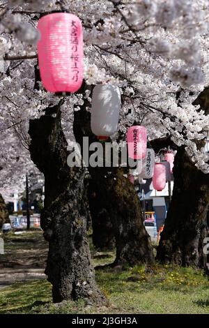 iida, nagano, japon, 2022/02/04 , lanternes appelées Andon accrochant sur Ringo Road dans la ville d'Iida pendant la saison des cerisiers en fleurs. L'andon est une lampe co Banque D'Images