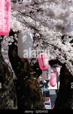 iida, nagano, japon, 2022/02/04 , lanternes appelées Andon accrochant sur Ringo Road dans la ville d'Iida pendant la saison des cerisiers en fleurs. L'andon est une lampe co Banque D'Images