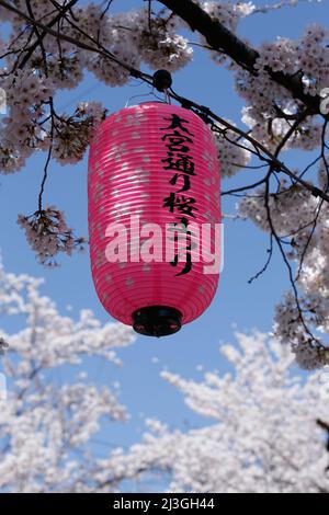 iida, nagano, japon, 2022/02/04 , lanternes appelées Andon accrochant sur Ringo Road dans la ville d'Iida pendant la saison des cerisiers en fleurs. L'andon est une lampe co Banque D'Images