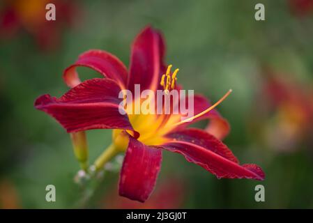 Hemerocallis 'Stafford' - Daylily Banque D'Images