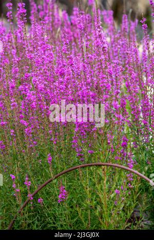 Lythrum virgatum Dropmore Purple Banque D'Images