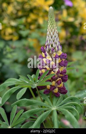 Lupinus West Country Manhattan Lights Banque D'Images