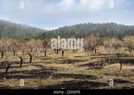 Gran Canaria, Caldera de Tejeda en février, amandiers en pleine floraison, époque du festival des amandiers en fleur, Espagne Banque D'Images