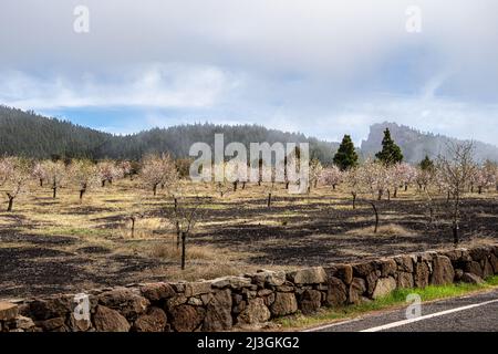 Gran Canaria, Caldera de Tejeda en février, amandiers en pleine floraison, époque du festival des amandiers en fleur, Espagne Banque D'Images