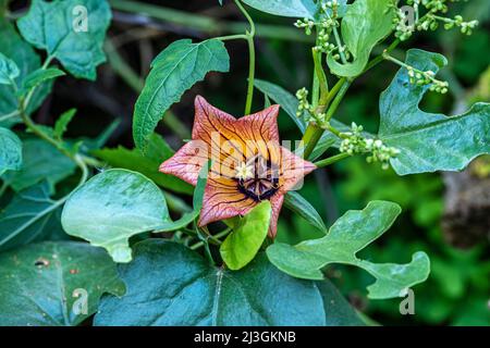 Fleurs de l'île des Canaries bellflower, Canarina canariensis à Barranco de los Cernicalos, île de Gran Canaria, Espagne Banque D'Images