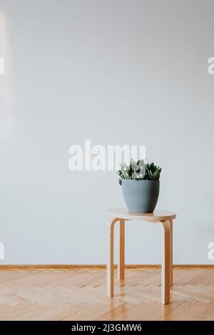 Plante sur tabouret en bois sur un mur vide Banque D'Images