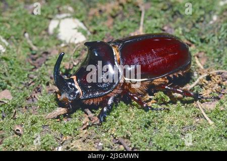 Spécimen adulte mâle de coléoptère européen des rhinocéros, Oryctes nasicornis, Scarabaeidae Banque D'Images