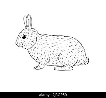 Dessin vectoriel dessiné à la main, un lapin isolé sur fond blanc Illustration de Vecteur