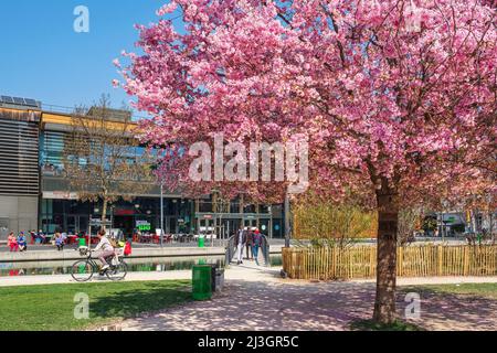 France, Isere, Grenoble, jardin des Vallons (Ecogarden) au coeur de l'Ecodistrict de bonne, cerisiers japonais (Prunus serrulata) en fleurs Banque D'Images