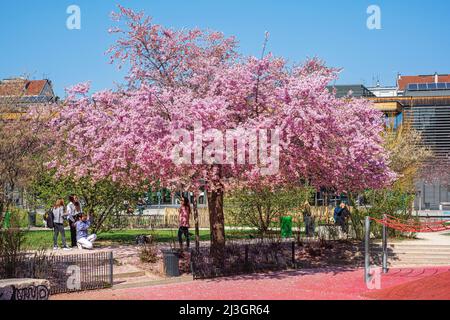 France, Isere, Grenoble, jardin des Vallons (Ecogarden) au coeur de l'Ecodistrict de bonne, cerisiers japonais (Prunus serrulata) en fleurs Banque D'Images