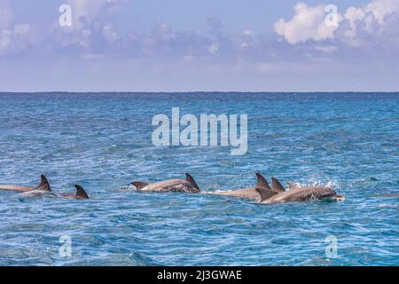 France, Petites Antilles, Antilles Françaises, Saint-Martin, Réserve naturelle nationale, Île Tintamarre, groupe de dauphins à la bottlenose ou à la bottlenose ou de dauphins à la bottlenose ou de Tursiops (Tursiops truncatus) Banque D'Images