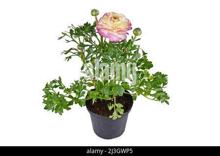 Plante en pot 'Ranunculus Asiaticus' avec des fleurs roses sur fond blanc Banque D'Images