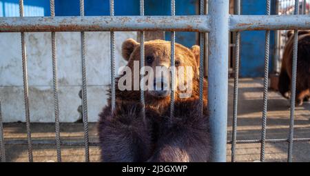 Russie, Dagestan, 2 avril 2022. Triste ours dans la cage d'animaux au zoo. L'ours sauvage a coincé le nez à travers les barres de cage d'animaux et veut l'abeille libre. Ours brun s Banque D'Images