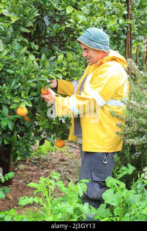Malte, Ta' Wajwora, récolte d'oranges maltaises par la famille Deguara Banque D'Images