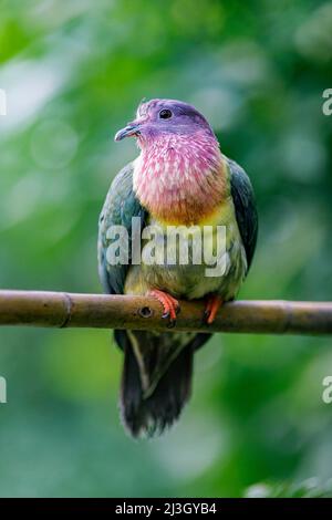 France, Calvados, Honfleur, Naturospace, pigeon vert à col rose (Treron vernans), également appelé pigeon arc-en-ciel, originaire de l'Asie du Sud-est Banque D'Images