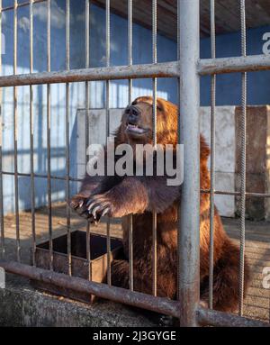 Russie, Dagestan, 2 avril 2022. Triste ours dans la cage d'animaux au zoo. L'ours sauvage a coincé le nez à travers les barres de cage d'animaux et veut l'abeille libre. Ours brun s Banque D'Images