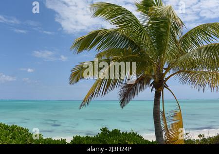 Une vue magnifique sur un paradis tropical d'une mer turquoise contrastant avec un palmier sur une plage de sable blanc. Tourné sur Mayaguana aux Bahamas. Banque D'Images