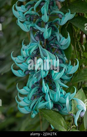 Vigne jade. Macrobotrys de Strongylodon Banque D'Images